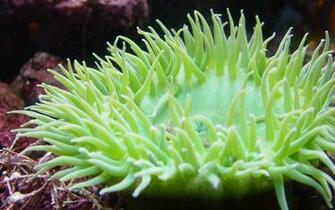 Sea Anemone Wallpaper Background