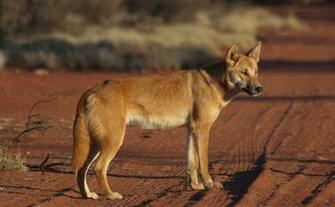 Dingo HD Desktop Wallpaper