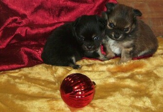 Chihuahua Background HD Wallpaper