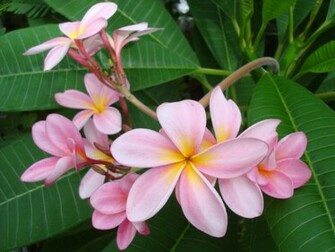 Pink Plumeria Flowers Wallpaper