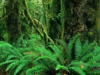 Wallpaper Db Rainforest HD