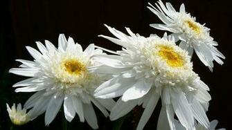 White Daisy HD Wallpaper