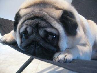 Funny Pug Dog Photo And Wallpaper Beautiful Pictures