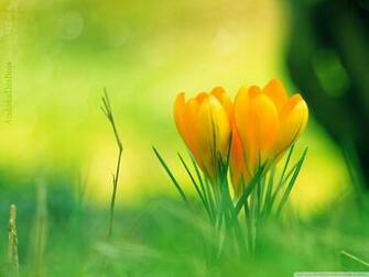 Yellow Crocus Flowers Wallpaper