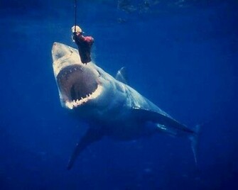 Great White Shark Wallpaper Blueback