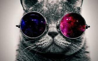 Cool Cat With The Glasses Wallpaper HD