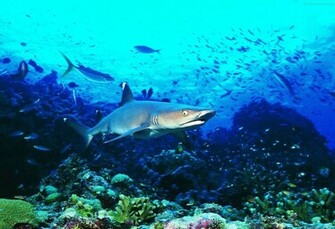 Life Underwater Wallpaper