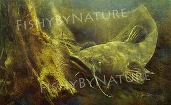 Flathead Catfish Wallpaper Fish Fishing Art Of