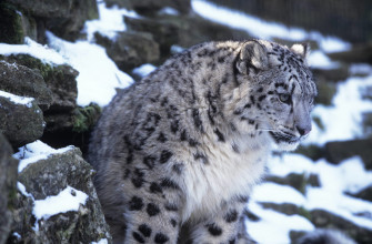 Snow Leopard Wallpaper