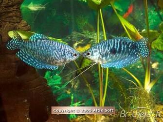 Aquarium Life Screensaver