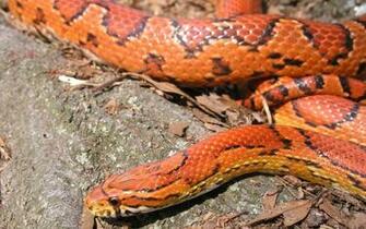 Corn Snake Wallpaper