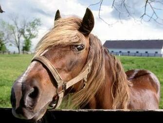 Horse Background Wallpaper For Desktop