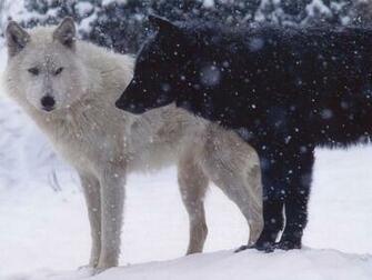 White Wolf And Black Wallpaper