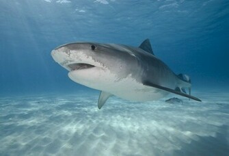 Tiger Shark Wallpaper Weddingdressin