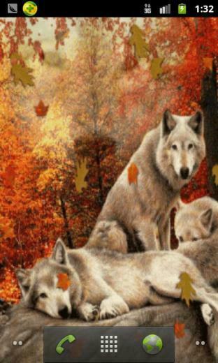 Autumn Wolves Related Keywords Suggestions Long Tail
