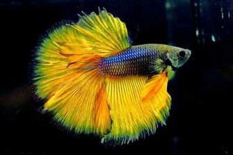 Betta Fish Photos Wallpaper The Fun Bank