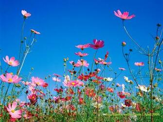 Wallpaper For Desktop Background Spring