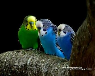 Windows7 Desktop Wallpaper Animals My