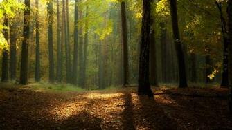 Landscapes Forest Wallpaper Photography