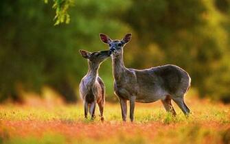 Animal Deer HD Wallpaper Inn