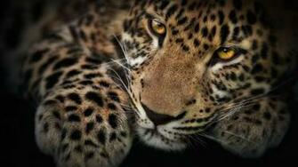 Wild Cats Wallpaper