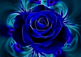 Single Blue Rose Wallpaper