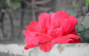 Flower Wallpaper Ideas For The Hot Summer Guide