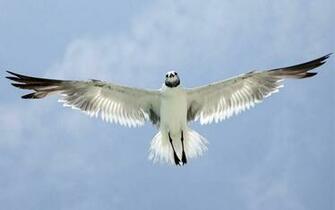 Wallpaper Beautiful Seagull