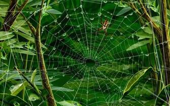 Web Spider Wallpaper Windows Background Desktop