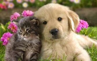 All New Wallpaper Cats And Dogs