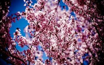 Spring Is Coming Wallpaper