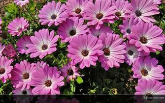 Wallpaper Animated Flowers Summer Desktop Image Background