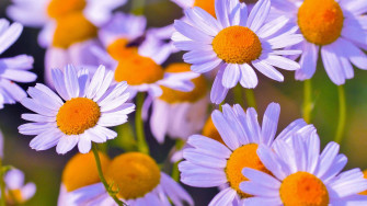 Daisy Aesthetic Wallpaper