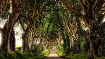 The Dark Hedges Northern Ireland Wallpaper