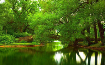 Green Tree Wallpaper