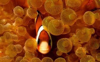 Fish Clown Background Pixdaus