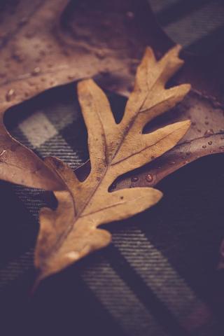 Oak Leaves On Flannel Background Photograph By Erin Cadigan