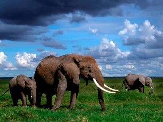 Best HD Elephant Wallpaper In Psd