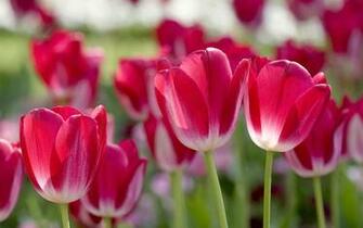 Red Tulips Desktop Wallpaper High Definition For