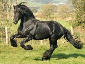 Friesian Horse Wallpaper