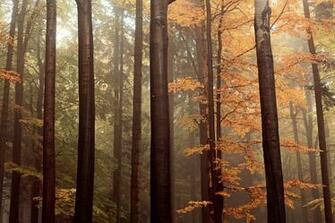 Autumn Forest Pictures Image