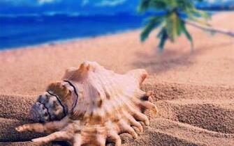 Shell Beach