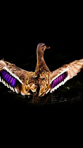 HD Abstract Mallard Design iPhone Wallpaper