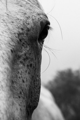 Horse Face Wallpaper