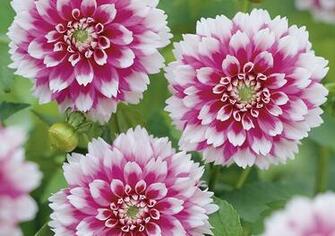 Longing Create Geous Spring