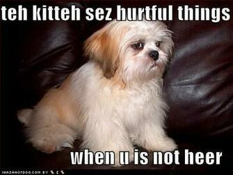 Funny Animals With Words Desktop Background