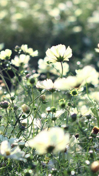 Cosmos Flowers Field Grass Wallpaper