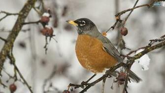 Bird Animal Winter Wallpaper Animals Background