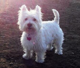 Wallpaper Westie Dogs Cute Background