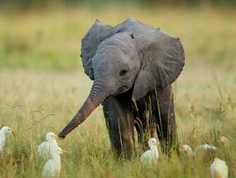 Cute Baby Animals Resolution Pixelsuper Cool HD Wallpaper